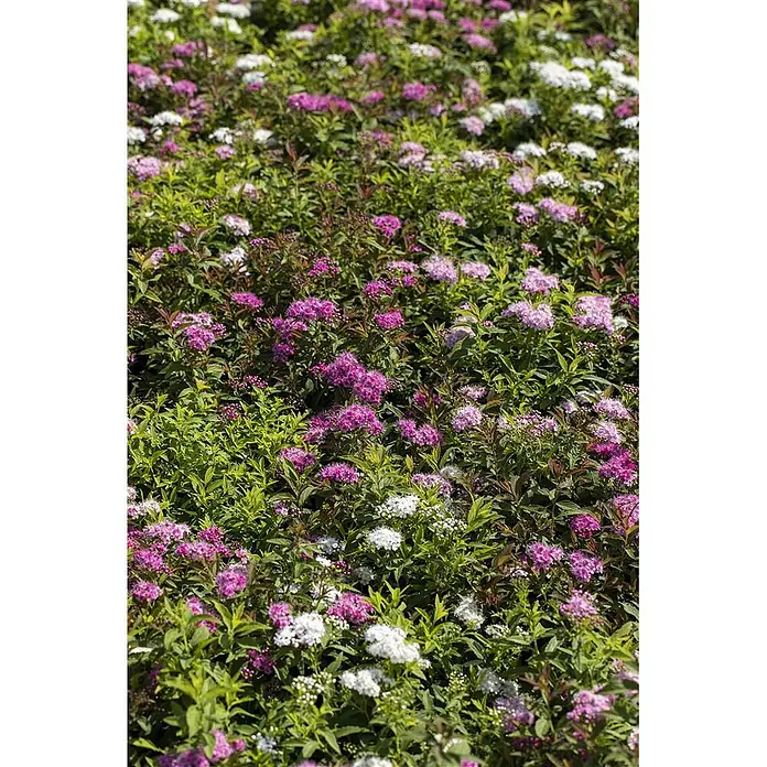 Pflanzen für dich Japanische Prachtspiere 20-30 cm - Spiraea japonica 'Shirobana', Aktuelle Wuchshöhe: 20 cm - 30 cm - Ein Feld aus weißen, rosa und magentafarbenen Spiersträuchern mit grünem Laub.