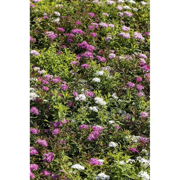 Pflanzen für dich Japanische Prachtspiere 20-30 cm - Spiraea japonica 'Shirobana', Aktuelle Wuchshöhe: 20 cm - 30 cm - Dichtes Beet aus Spiraea-Sträuchern mit leuchtend grünen Blättern und Gruppen aus hellrosa und weißen Blüten.