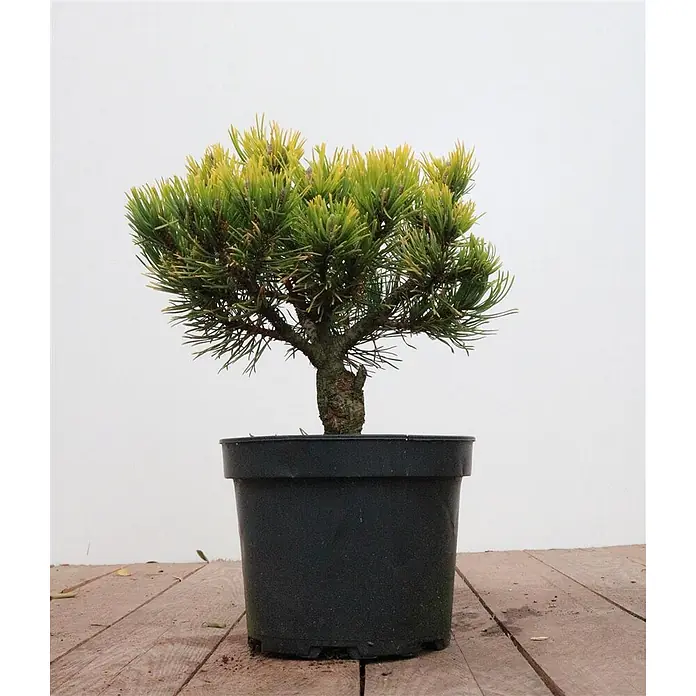 Pflanzen für dich Berg-Kiefer 20-25 cm - Pinus mugo 'Carsten's Wintergold', Aktuelle Wuchshöhe: 20 cm - 25 cm - Kleine Kiefer mit grünen und gelben Nadeln in einem schwarzen Plastiktopf.