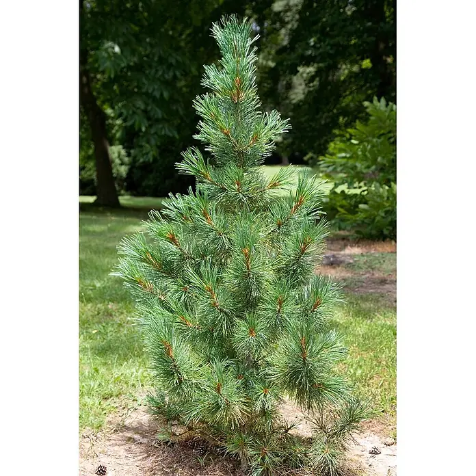 Pflanzen für dich Pinie 100-125 cm - Pinus cembra, Aktuelle Wuchshöhe: 100 cm - 125 cm - Ein lebhaft grüner junger Kiefernbaum mit langen Nadeln in einer grasbewachsenen Parklandschaft. Kleine Tannenzapfen sind am Stamm sichtbar.