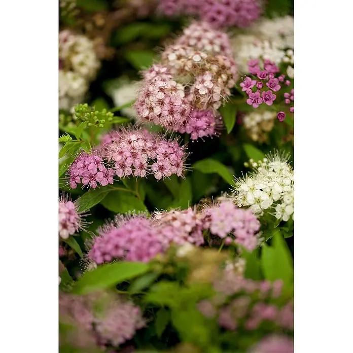 Pflanzen für dich Japanische Prachtspiere 20-30 cm - Spiraea japonica 'Shirobana', Aktuelle Wuchshöhe: 20 cm - 30 cm - Büschel kleiner rosa und weißer Blüten mit auffälligen Staubgefäßen, die an einem grünen Strauch blühen.