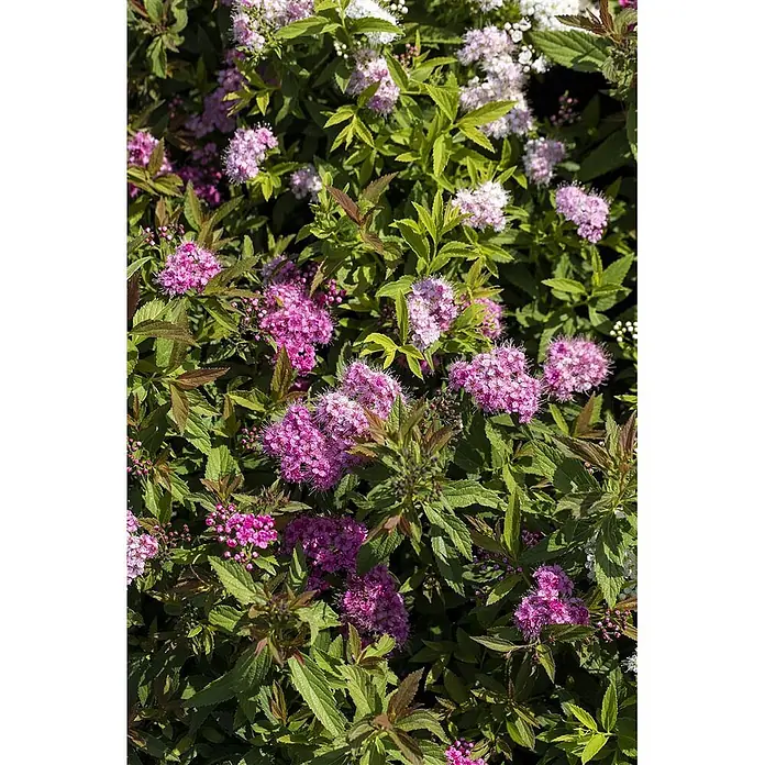 Pflanzen für dich Japanische Prachtspiere 20-30 cm - Spiraea japonica 'Shirobana', Aktuelle Wuchshöhe: 20 cm - 30 cm - Blühender Strauch mit rosa und weißen Blüten und grünen Blättern.