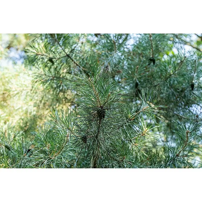 Pflanzen für dich Pinie 100-125 cm - Pinus cembra, Aktuelle Wuchshöhe: 100 cm - 125 cm - Nahaufnahme von leuchtend grünen Kiefernzweigen mit scharfen Nadeln und kleinen, wachsenden Zapfen.