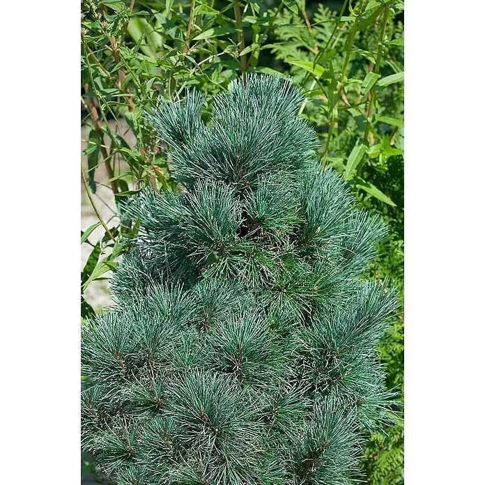 Pflanzen für dich Pinie 100-125 cm - Pinus cembra, Aktuelle Wuchshöhe: 100 cm - 125 cm - Nahaufnahme eines kompakten, bläulich-grünen Kieferstrauchs mit kurzen, steifen Nadeln.