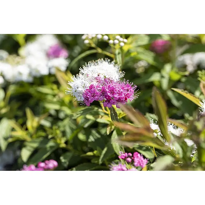 Pflanzen für dich Japanische Prachtspiere 20-30 cm - Spiraea japonica 'Shirobana', Aktuelle Wuchshöhe: 20 cm - 30 cm - Nahaufnahme eines blühenden Strauchs mit weißen und leuchtend rosa Blüten.