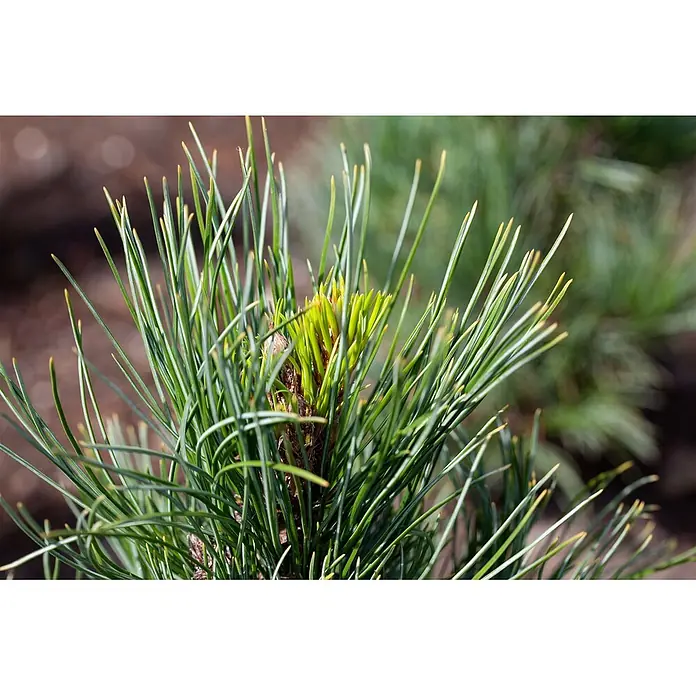 Pflanzen für dich Pinie 100-125 cm - Pinus cembra, Aktuelle Wuchshöhe: 100 cm - 125 cm - Frische grüne Kiefernnadeln mit neuem, hellgrünen Austrieb in der Mitte.