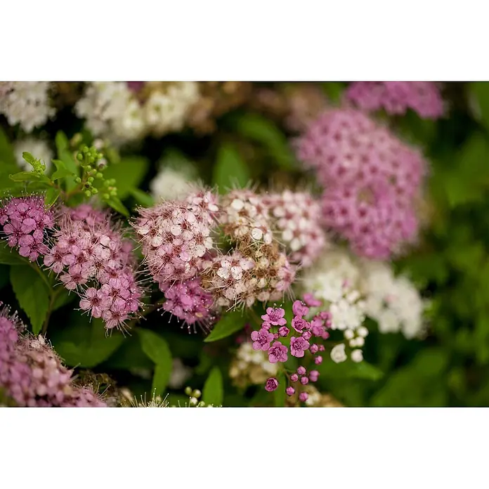 Pflanzen für dich Japanische Prachtspiere 20-30 cm - Spiraea japonica 'Shirobana', Aktuelle Wuchshöhe: 20 cm - 30 cm - Zarte Büschel rosa-weißer Blüten mit auffälligen Staubgefäßen und grünen Blättern.