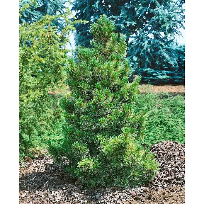 Pflanzen für dich Pinie 100-125 cm - Pinus cembra, Aktuelle Wuchshöhe: 100 cm - 125 cm - Ein kompakter, grüner Zwergkieferbaum mit kurzen Nadeln, in Rindenmulch in einem Garten gepflanzt.