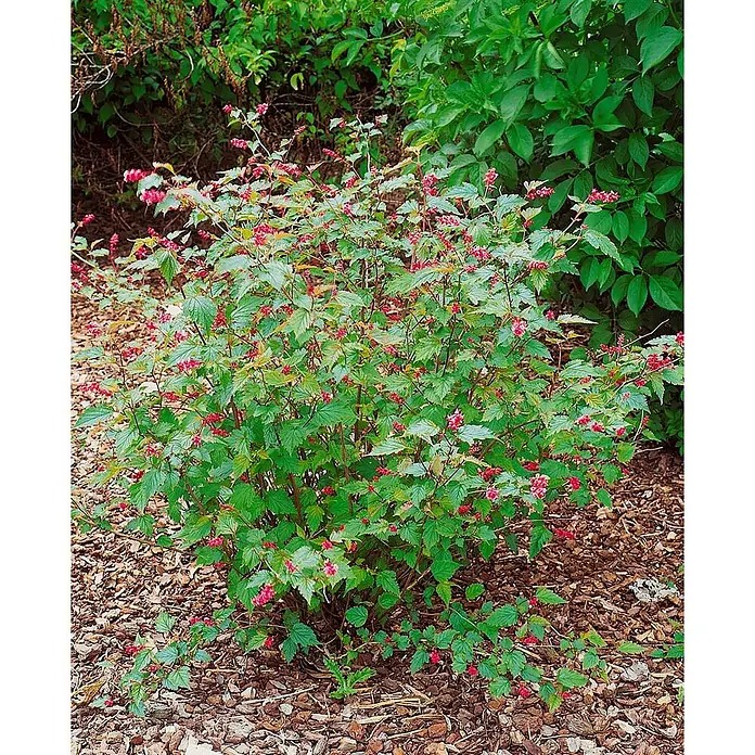 Pflanzen für dich Prunkspiere 60-80 cm - Neillia affinis, 60 cm - 80 cm, Rosa - Ein lebhafter Strauch mit grünen Blättern und zahlreichen kleinen roten Blüten, gepflanzt in einem Gartenbeet mit Rindenmulch.