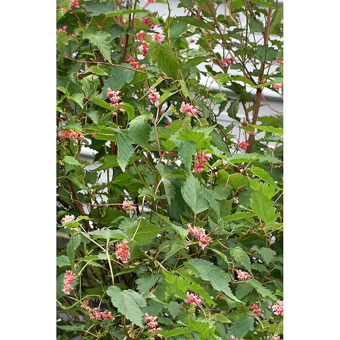 Pflanzen für dich Prunkspiere 60-80 cm - Neillia affinis, 60 cm - 80 cm, Rosa - Ein Busch bedeckt mit Büscheln kleiner rosa Blüten und leuchtend grünen Blättern.