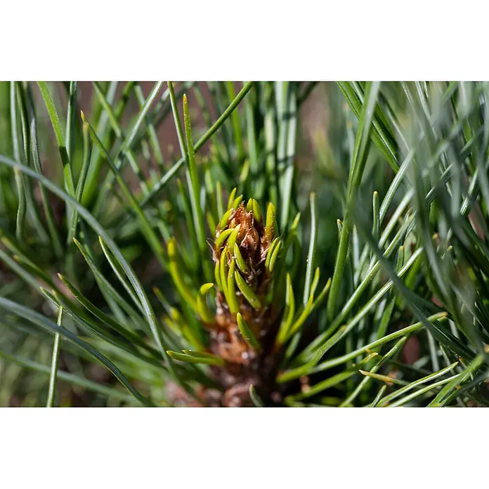 Pflanzen für dich Pinie 100-125 cm - Pinus cembra, Aktuelle Wuchshöhe: 100 cm - 125 cm - Nahaufnahme einer neuen Kiefernknospe mit hellgrünen Triebspitzen, umgeben von dunkelgrünen Kiefernnadeln.