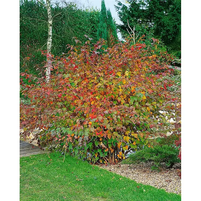 Pflanzen für dich Prunkspiere 60-80 cm - Neillia affinis, 60 cm - 80 cm, Rosa - Lebhafter Strauch mit Herbstblättern in Rot, Orange, Gelb und Grün, in einer Gartenumgebung.