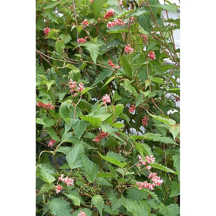 Pflanzen für dich Prunkspiere 60-80 cm - Neillia affinis, 60 cm - 80 cm, Rosa - Eine üppig grüne Pflanze mit kleinen, zarten rosa Blüten zwischen ihren gezackten Blättern.