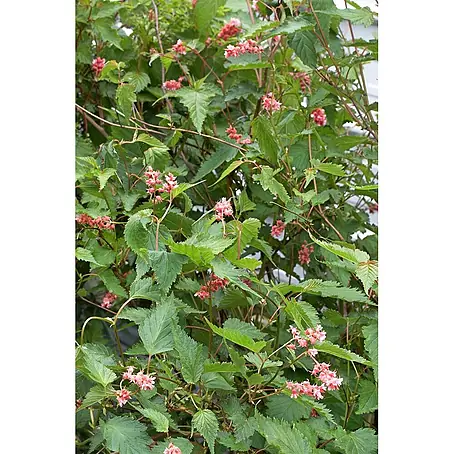 Pflanzen für dich  Prunkspiere 60-80 cm