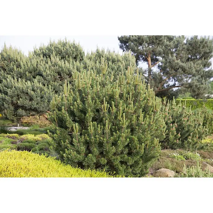 Pflanzen für dich Berg-Kiefer 25-30 cm - Pinus mugo, Aktuelle Wuchshöhe: 25 cm - 30 cm - Kompakter, runder, grüner Nadelbusch in einer Gartenlandschaft mit anderen immergrünen Pflanzen.