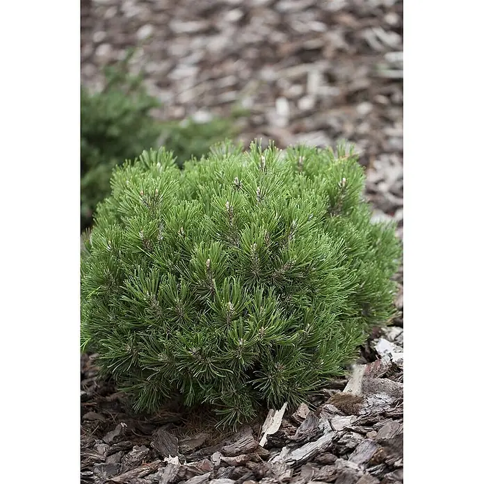 Pflanzen für dich Berg-Kiefer 20-25 cm - Pinus uncinata 'Heideperle', Aktuelle Wuchshöhe: 20 cm - 25 cm - Ein leuchtend grüner Zwerg-Nadelbaum, vermutlich Kiefer oder Fichte, mit dichten Nadeln, in Rindenmulch gepflanzt.