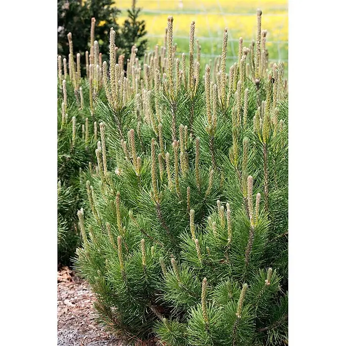 Pflanzen für dich Berg-Kiefer 15-20 cm - Pinus mugo 'Pumilio', Aktuelle Wuchshöhe: 15 cm - 20 cm - Ein kräftiger grüner Kiefernstrauch mit zahlreichen aufrechten, hellen Neuaustrieben ('Kerzen'), die frisches saisonales Wachstum zeigen.
