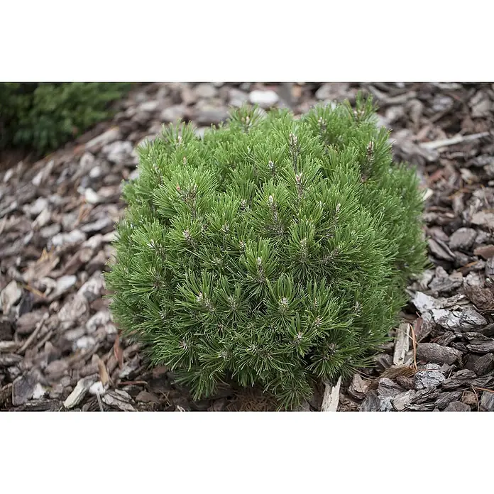 Pflanzen für dich Berg-Kiefer 20-25 cm - Pinus uncinata 'Heideperle', Aktuelle Wuchshöhe: 20 cm - 25 cm - Ein kompakter, grüner Zwergkiefernstrauch mit dichten Nadeln, gepflanzt in einem Gartenbeet mit Rindenmulch.
