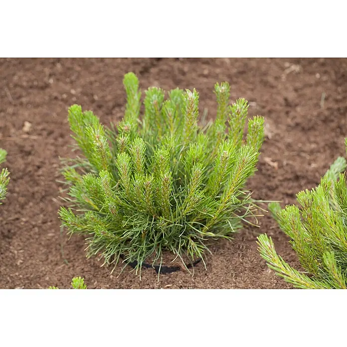 Pflanzen für dich Berg-Kiefer 25-30 cm - Pinus mugo, Aktuelle Wuchshöhe: 25 cm - 30 cm - Buschige grüne Koniferenpflanze mit nadelartigen Blättern, wächst in dunkler Erde.