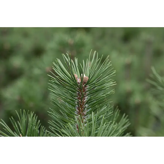 Pflanzen für dich Berg-Kiefer 20-25 cm - Pinus uncinata 'Heideperle', Aktuelle Wuchshöhe: 20 cm - 25 cm - Nahaufnahme eines Kiefernzweigs mit leuchtend grünen Nadeln und zwei kleinen, sich entwickelnden braunen Zapfen in der Mitte.