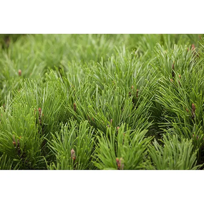 Pflanzen für dich Berg-Kiefer 25-30 cm - Pinus mugo, Aktuelle Wuchshöhe: 25 cm - 30 cm - Dichte grüne Kiefernnadeln mit kleinen braunen Knospen bilden eine strukturierte immergrüne Oberfläche.