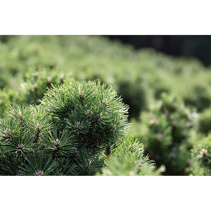 Pflanzen für dich Berg-Kiefer 20-25 cm - Pinus uncinata 'Heideperle', Aktuelle Wuchshöhe: 20 cm - 25 cm - Nahaufnahme von leuchtend grünen Kiefernnadeln und kleinen Knospen an einer buschigen Nadelpflanze.
