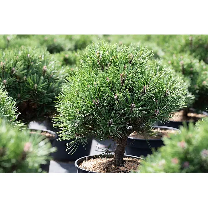 Pflanzen für dich Berg-Kiefer 20-25 cm - Pinus uncinata 'Heideperle', Aktuelle Wuchshöhe: 20 cm - 25 cm - Kleiner Kiefernbaum im Topf mit sattgrünen Nadeln und braunem Stamm, in einer Gärtnerei.