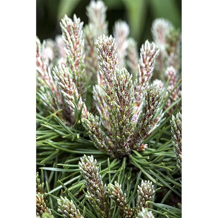 Pflanzen für dich Berg-Kiefer 25-30 cm - Pinus mugo 'Benjamin', Aktuelle Wuchshöhe: 25 cm - 30 cm - Nahaufnahme einer Kiefernpflanze mit leuchtend grünen Nadeln und zahlreichen hellgrünen neuen Trieben (Kerzen) mit rotbraunen Akzenten.