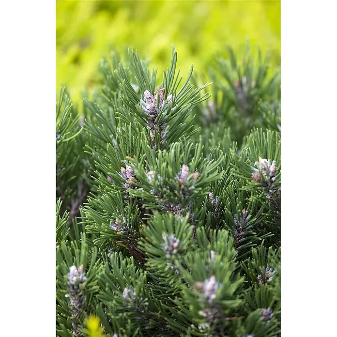 Pflanzen für dich Berg-Kiefer 20-25 cm - Pinus uncinata 'Heideperle', Aktuelle Wuchshöhe: 20 cm - 25 cm - Dichte grüne Kiefernnadeln mit kleinen, hellbraunen Zapfen oder Knospen.