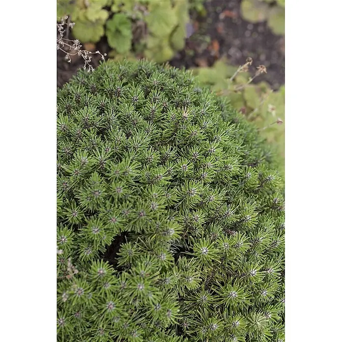 Pflanzen für dich Berg-Kiefer 25-30 cm - Pinus mugo 'Benjamin', Aktuelle Wuchshöhe: 25 cm - 30 cm - Dichter Hügel aus grünen Koniferennadeln mit sternförmigen Wuchsspitzen im Garten.