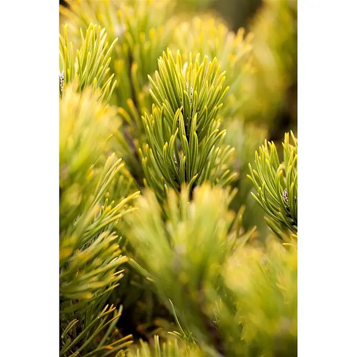 Pflanzen für dich Berg-Kiefer Bergkiefer - Pinus mugo 'Little Gold Star', Aktuelle Wuchshöhe: 80 cm - 100 cm - Nahaufnahme von leuchtend grünen Kiefernnadeln mit gelblichen Spitzen.
