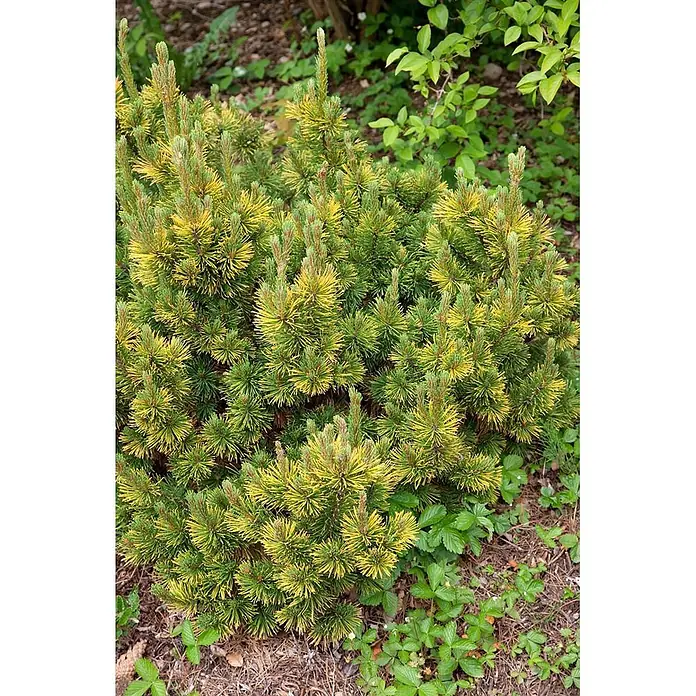 Pflanzen für dich Berg-Kiefer Bergkiefer - Pinus mugo 'Little Gold Star', Aktuelle Wuchshöhe: 80 cm - 100 cm - Kompakter Zwergkiefernstrauch mit leuchtend gelb-grünen Nadeln im Garten.