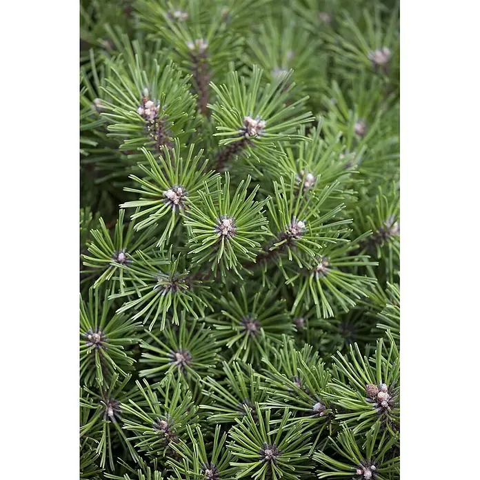 Pflanzen für dich Berg-Kiefer 25-30 cm - Pinus mugo 'Benjamin', Aktuelle Wuchshöhe: 25 cm - 30 cm - Dichte Büschel leuchtend grüner Kiefernnadeln mit kleinen braunen Knospen.