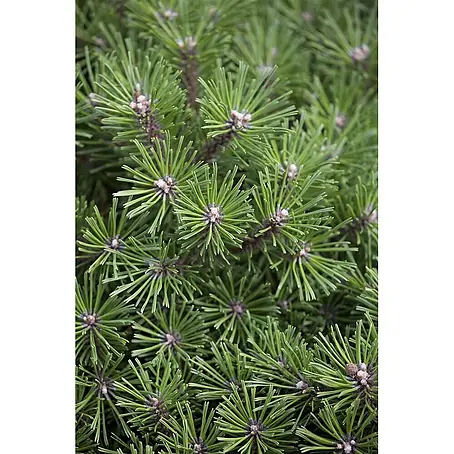 Pflanzen für dich  Berg-Kiefer 25-30 cm