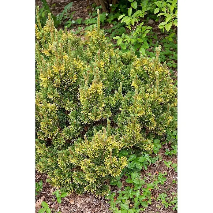 Pflanzen für dich Berg-Kiefer Bergkiefer - Pinus mugo 'Little Gold Star', Aktuelle Wuchshöhe: 80 cm - 100 cm - Kompakter Zwergkiefernstrauch mit leuchtend grünen Nadeln, gelb gespitzt, in einer Gartenumgebung.