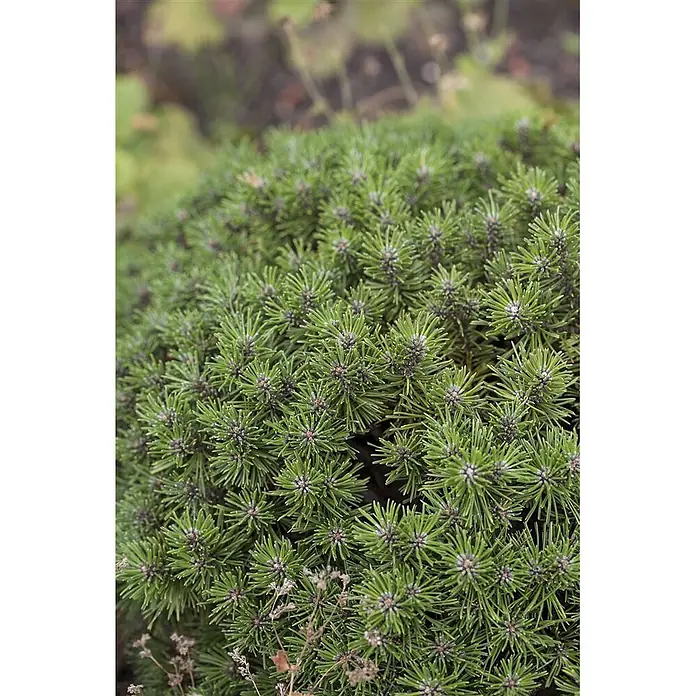 Pflanzen für dich Berg-Kiefer 25-30 cm - Pinus mugo 'Benjamin', Aktuelle Wuchshöhe: 25 cm - 30 cm - Nahaufnahme einer dichten Zwergkonifere mit leuchtend grünen, stacheligen Nadelbüscheln.