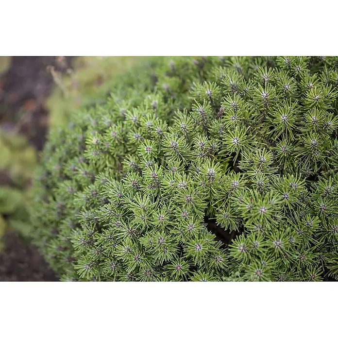 Pflanzen für dich Berg-Kiefer 25-30 cm - Pinus mugo 'Benjamin', Aktuelle Wuchshöhe: 25 cm - 30 cm - Dichter grüner Nadelbusch mit zahlreichen strahlenförmigen Nadelbüscheln und kleinen dunklen Knospen.