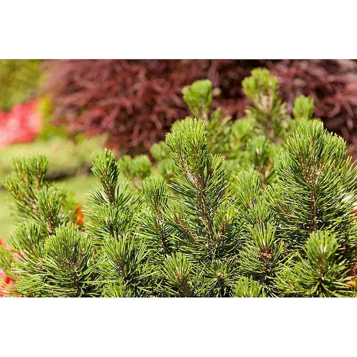 Pflanzen für dich Berg-Kiefer 15-20 cm - Pinus mugo 'Mops', Aktuelle Wuchshöhe: 15 cm - 20 cm - Nahaufnahme von leuchtend grünen Kiefernnadeln eines kleinen Kiefernstrauchs, mit unscharfem rotem und grünem Laub im Hintergrund.