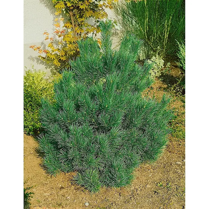 Pflanzen für dich Berg-Kiefer 20-25 cm - Pinus cembra 'Nana', Aktuelle Wuchshöhe: 20 cm - 25 cm - Kompakte grüne Konifere mit dichten Nadeln, im Garten gedeihend.