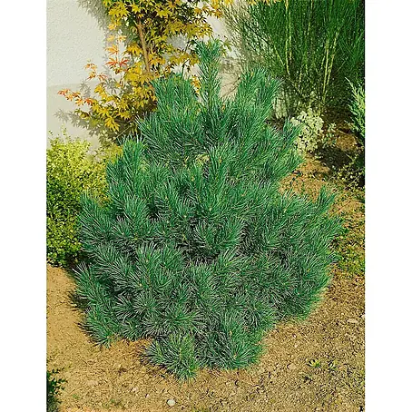Pflanzen für dich  Berg-Kiefer 20-25 cm