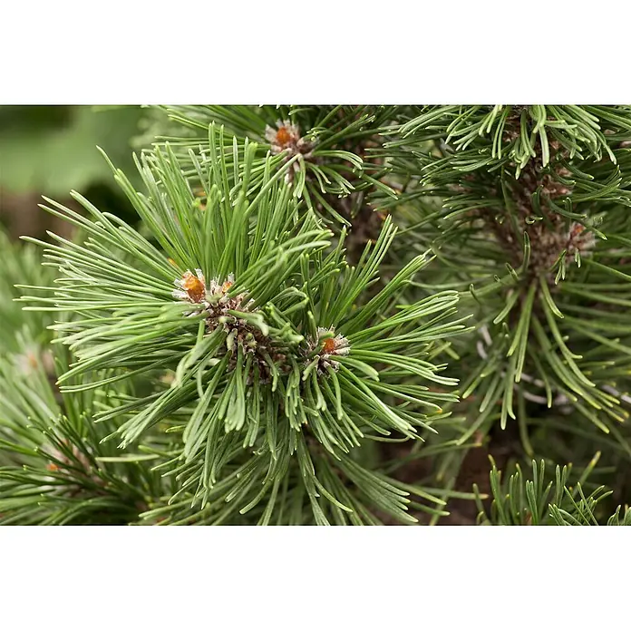 Pflanzen für dich Berg-Kiefer 15-20 cm - Pinus mugo 'Mops', Aktuelle Wuchshöhe: 15 cm - 20 cm - Nahaufnahme von leuchtend grünen Kiefernnadeln und kleinen braunen Knospen an einem Ast.