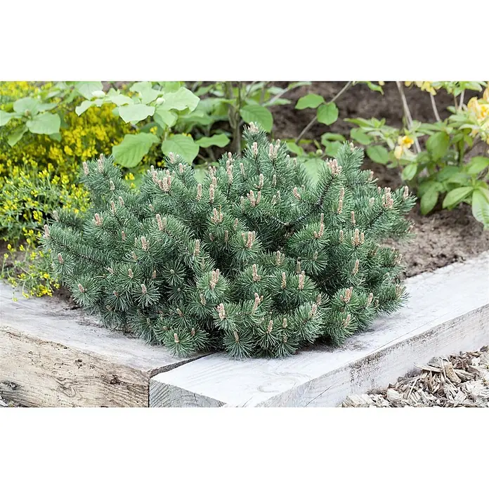 Pflanzen für dich Berg-Kiefer 9x9 cm Topf - Pinus mugo 'Humpy' - Kompakte, grüne Zwergkiefer mit zahlreichen hellbraunen Knospen, gepflanzt in einem Gartenbeet mit Holzbalken.