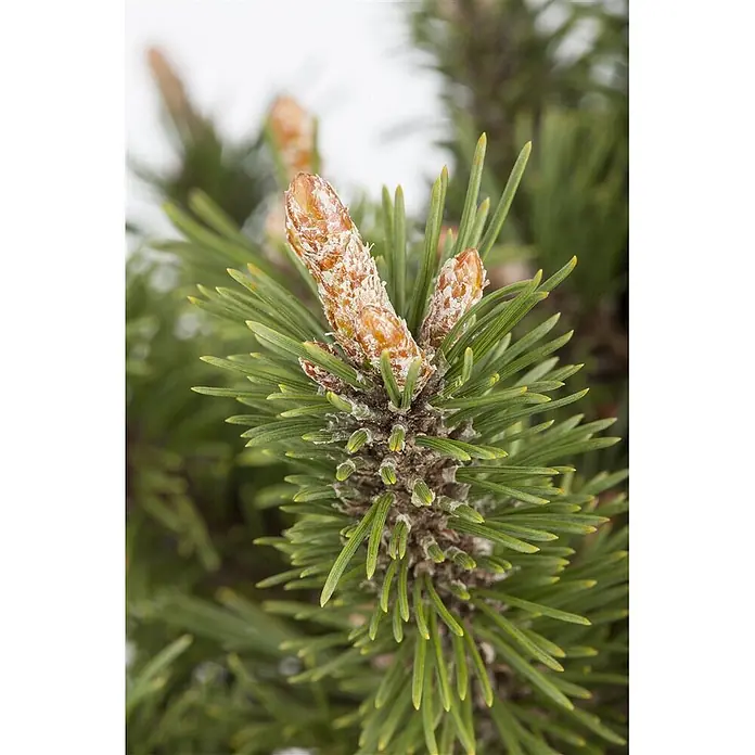 Pflanzen für dich Berg-Kiefer 9x9 cm Topf - Pinus mugo 'Humpy' - Kiefernzweig mit grünen Nadeln und prominenten braunen Knospen, teilweise mit weißem Harz.