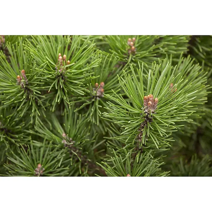 Pflanzen für dich Berg-Kiefer 15-20 cm - Pinus mugo 'Mops', Aktuelle Wuchshöhe: 15 cm - 20 cm - Nahaufnahme von leuchtend grünen Kiefernnadeln mit kleinen braunen Knospen.