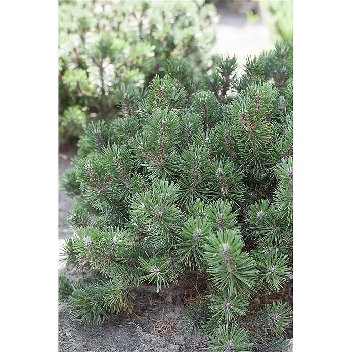 Pflanzen für dich Berg-Kiefer 9x9 cm Topf - Pinus mugo 'Humpy' - Nahaufnahme eines dichten, grünen Kiefernstrauchs mit scharfen Nadeln und braunen Knospen/Stielen.