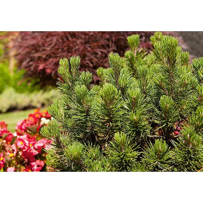 Pflanzen für dich Berg-Kiefer 15-20 cm - Pinus mugo 'Mops', Aktuelle Wuchshöhe: 15 cm - 20 cm - Lebhaft grüner Nadelstrauch mit scharfen Nadeln in einem Garten.