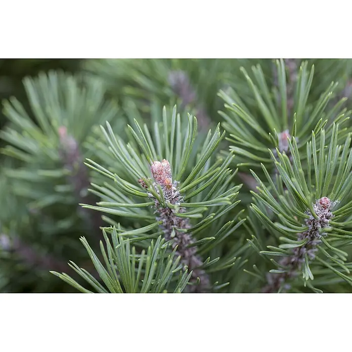 Pflanzen für dich Berg-Kiefer 15-20 cm - Pinus mugo 'Mops', Aktuelle Wuchshöhe: 15 cm - 20 cm - Nahaufnahme leuchtend grüner Kiefernnadeln an einem Ast mit kleinen, rotbraunen Neuaustrieben.
