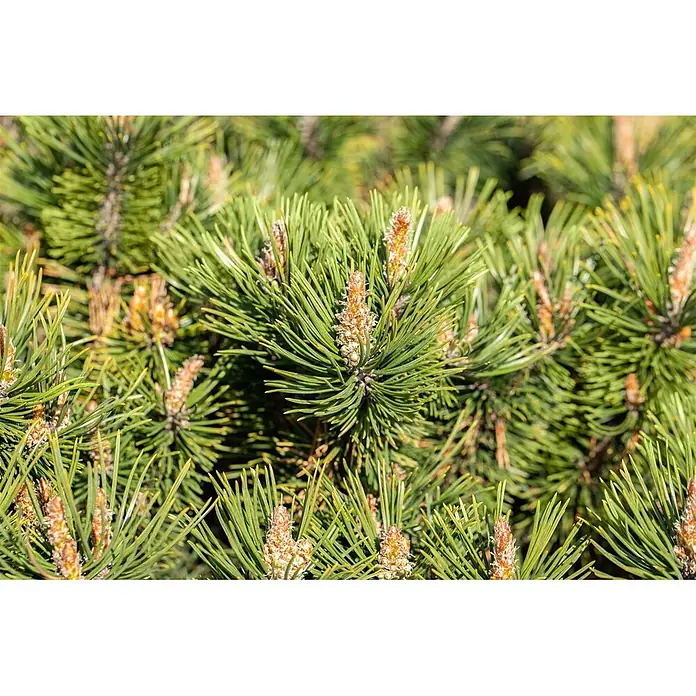 Pflanzen für dich Berg-Kiefer 9x9 cm Topf - Pinus mugo 'Humpy' - Leuchtend grüne Kiefernnadeln und hellbraune Knospen an einem Ast.
