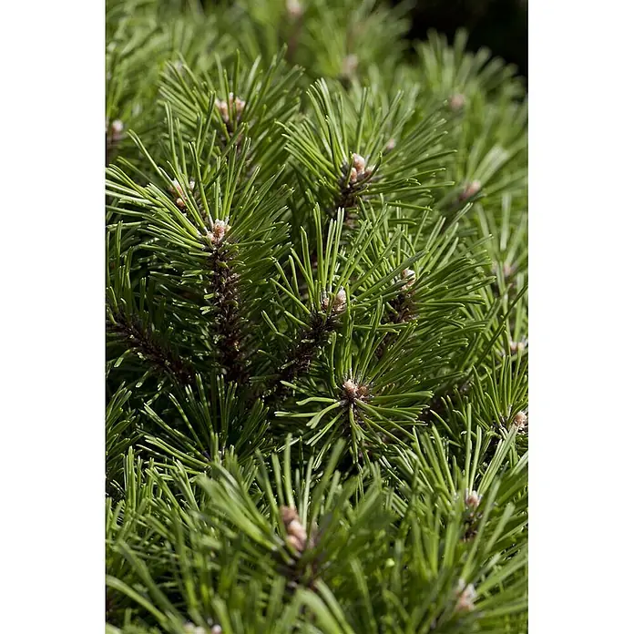 Pflanzen für dich Berg-Kiefer 15-20 cm - Pinus mugo 'Benjamin', Aktuelle Wuchshöhe: 15 cm - 20 cm - Nahaufnahme von leuchtend grünen Kiefernnadeln mit kleinen braunen Knospen, dichtes immergrünes Nadelwerk.