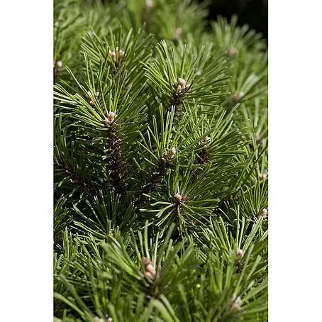 Pflanzen für dich  Berg-Kiefer 15-20 cm